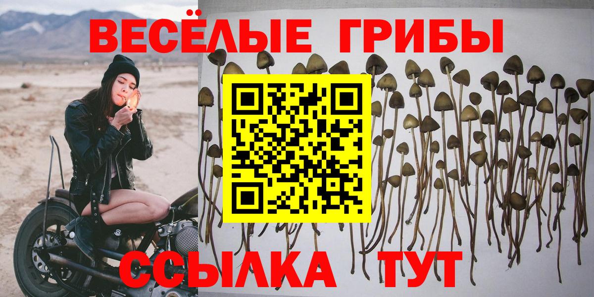 Галлюциногенные грибы Psilocybine cubensis Гусиноозёрск